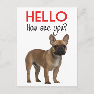 Hello French Bulldog Puppy Dog Post Card