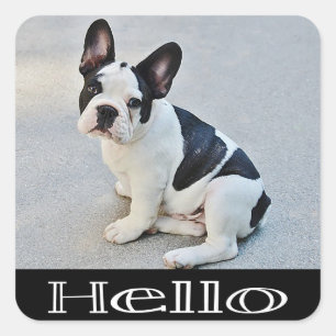 Hello French Bulldog Puppy Dog Sticker / Seals