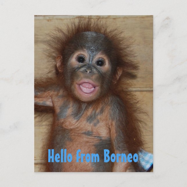 Hello from Borneo Orangutan Orphan Rescue Postcard (Front)