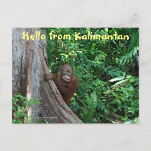 Hello from Kalimantan Borneo Indonesia Postcard