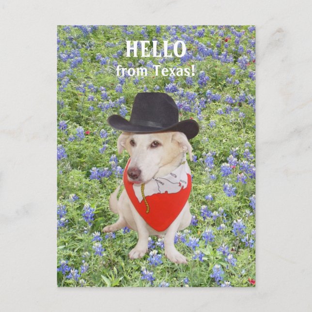 Hello from Texas! Postcard (Front)