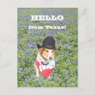 Hello from Texas! Postcard