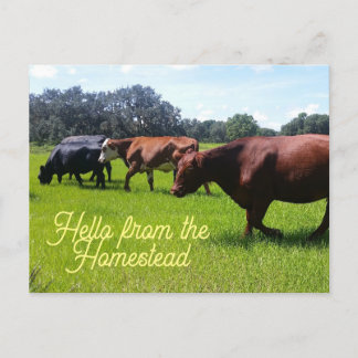 Hello from the Homestead Cattle Cows Postcard