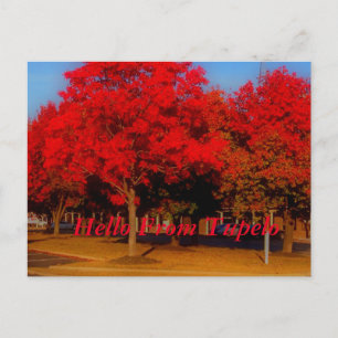 Hello From Tupelo Postcard