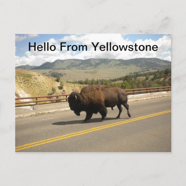 Hello From Yellowstone  Postcard (Front)