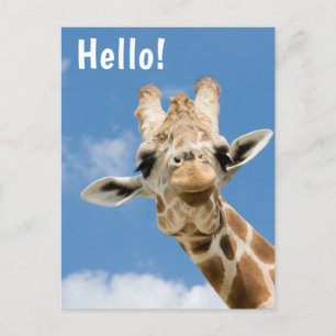 Hello   Funny Giraffe Animal Postcard