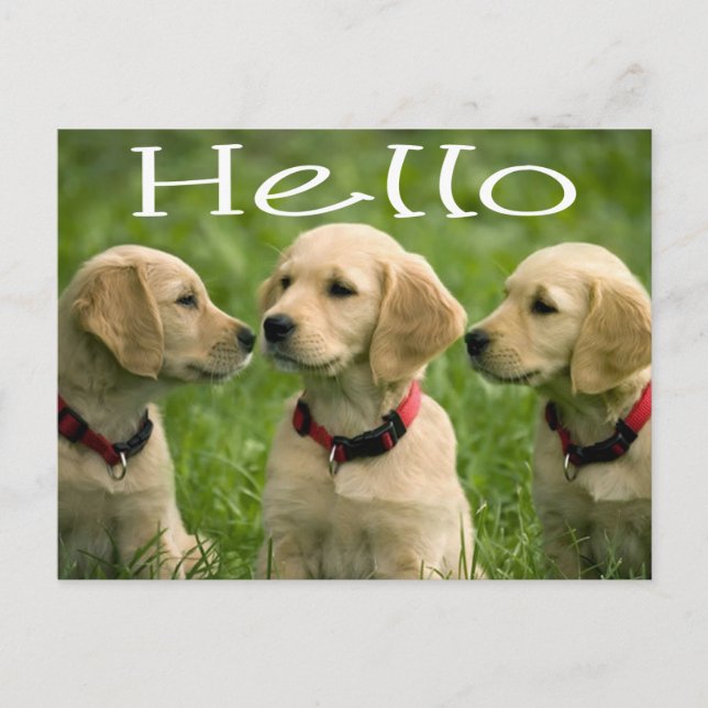 Hello Golden Retriever Puppy Dog Postcard (Front)