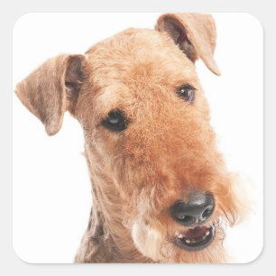 Hello / Hi Airedale Puppy Dog Sticker / Label