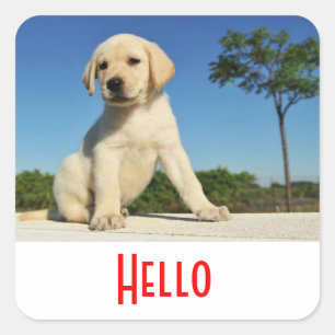 Hello / Hi Labrador Retriever Puppy Dog Stickers