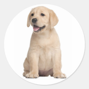 Hello / Hi  Labrador Retriever Puppy Dog Stickers