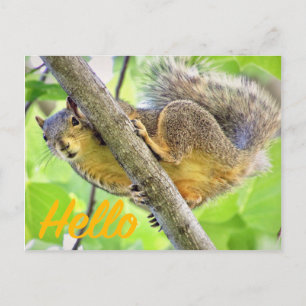 Hello Just Checking In Postcard