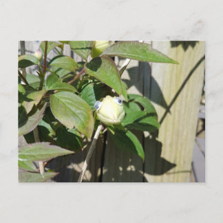 Hello Kermie Postcard