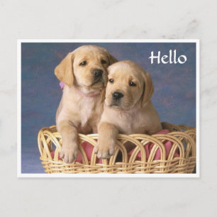 Hello Labrador Retriever Puppy Greeting Post Card
