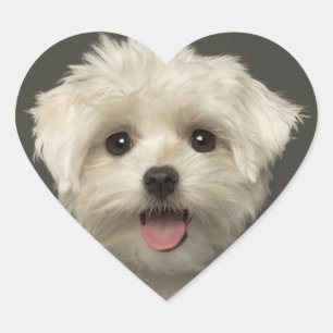 Hello Maltese Puppy Dog Stickers / Seals