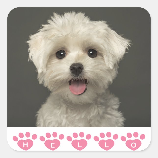 Hello Maltese Puppy Dog Stickers / Seals (Front)