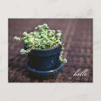 Hello Mini Succulents Postcard