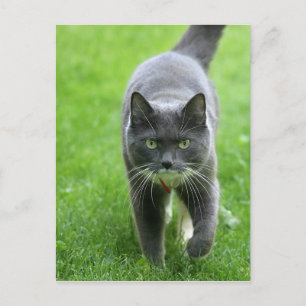 Hello, my name is Miki Postcard