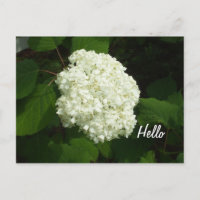 Hello-One Big Snowball Hydrangeas Flower