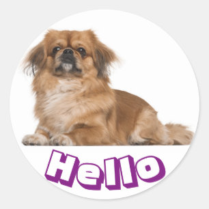 Hello Pekingese Puppy Dog Sticker / Seal
