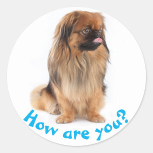 Hello Pekingese Puppy Dog Thinking of You Classic Round Sticker