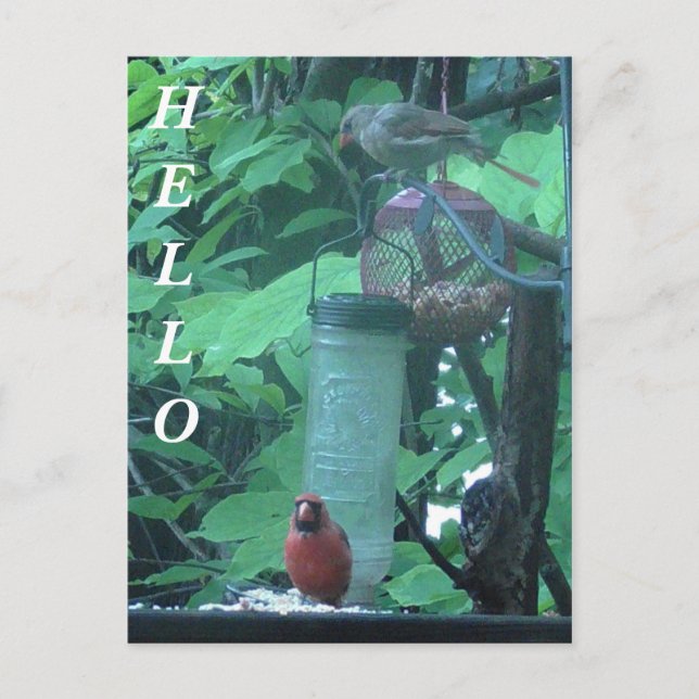 Hello Photograph of Female and Male Cardinal Postcard (Front)