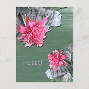 Hello Pink Flowered Bromeliad Postcard