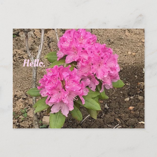 Hello Pink Rhododendron Flowers Postcards (Front)