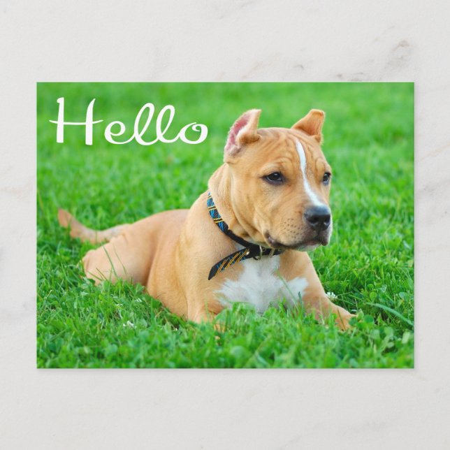 Hello Pit Bull Puppy Dog Blank Postcard (Front)