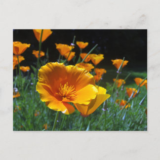 Hello Poppies Postcard