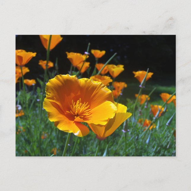 Hello Poppies Postcard (Front)