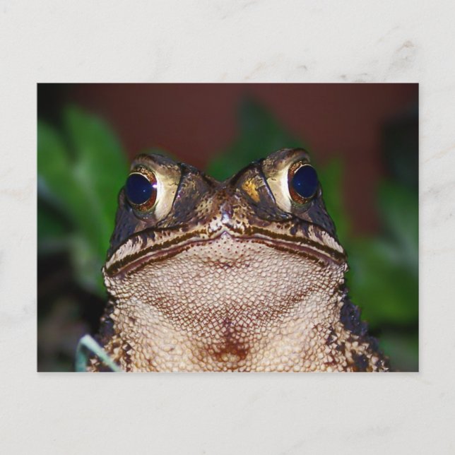 Hello! Postcard (Front)