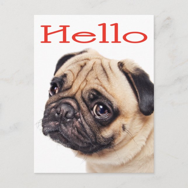Hello Pug Puppy Dog Greeting Postcard (Front)