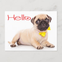 Hello Pug Puppy Dog Greeting Postcard