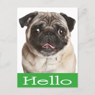 Hello Pug Puppy Dog Greeting Postcard