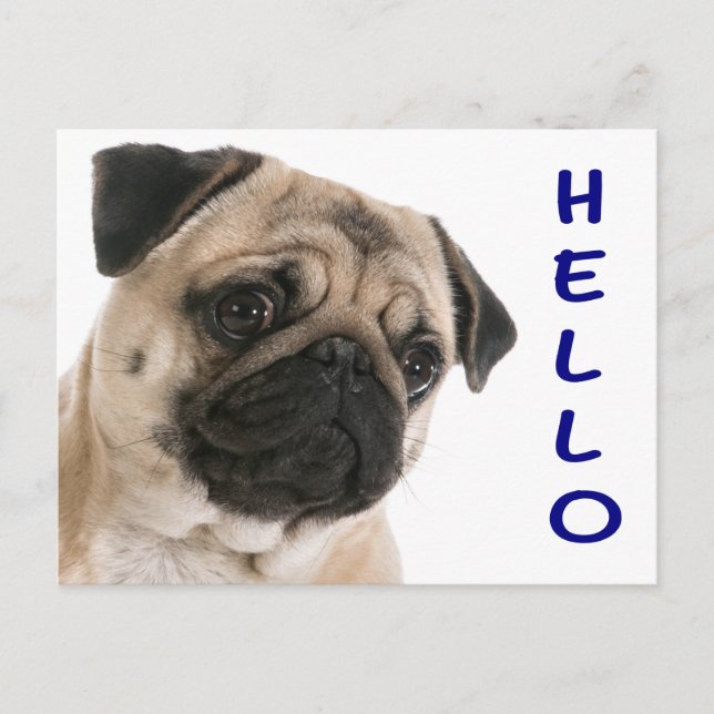 Hello Pug Puppy Dog Greeting Postcard (Front)