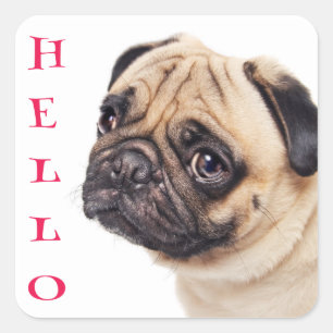 Hello Pug Puppy Dog Greeting Stickers