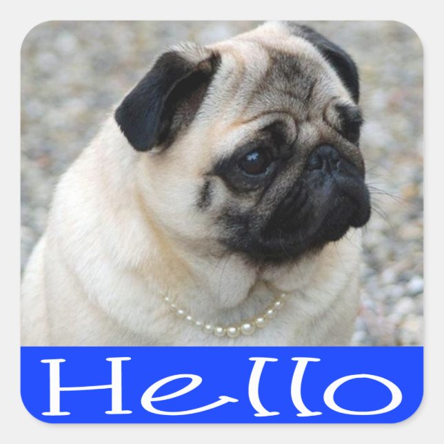 Hello Pug Puppy Dog  Sticker / Label (Front)