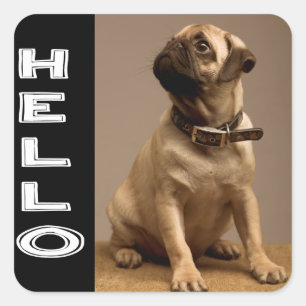 Hello Pug Puppy Dog Sticker / Label