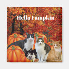 Hello Pumpkin Fall Season Cats in Pumpkin Patch