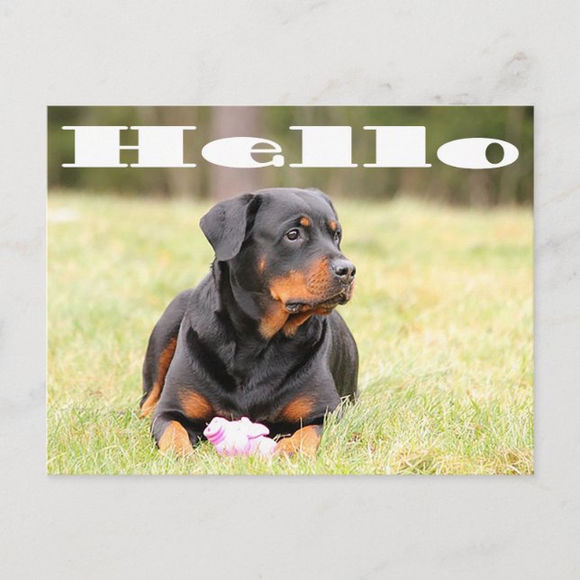 Hello Rottweiler Puppy Dog Greeting Postcard (Front)