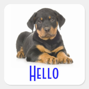 Hello Rottweiler Puppy Dog Greeting Stickers