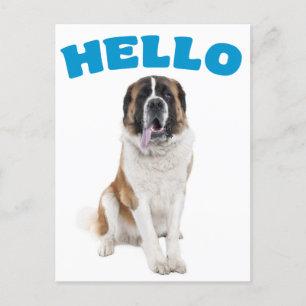 Hello Saint Bernard Puppy Dog Blue Postcard