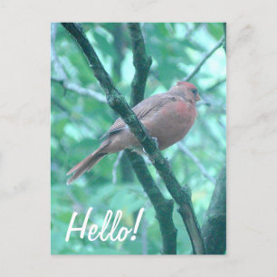 Hello! Saying Hi Cardinal on Branch Postcard