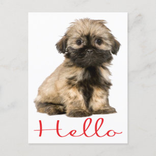 Hello Shih Tzu Puppy Dog Postcard