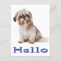 Hello Shih Tzu Puppy Dog - Thinking of you, Friend