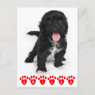 Hello Smiles Shih Tzu Black And White Puppy Dog Postcard