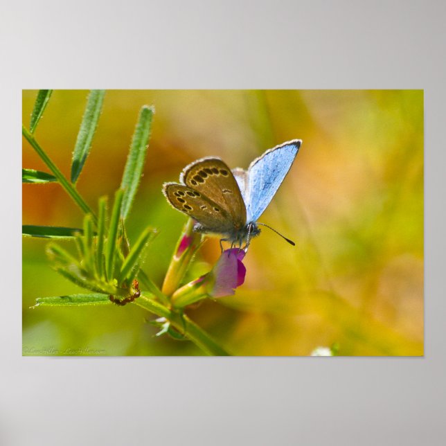 Hello Spring Blue Butterfly on Everlasting Pea Poster (Front)