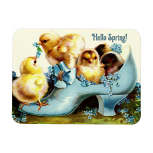 Hello Spring. Vintage Easter Chicks Gift  Magnet