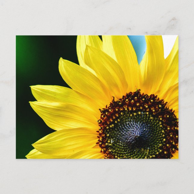 Hello Sunshine Sunflower Postcard (Front)