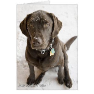 Hello Sweet Labrador Retriever Snow Sprinkled